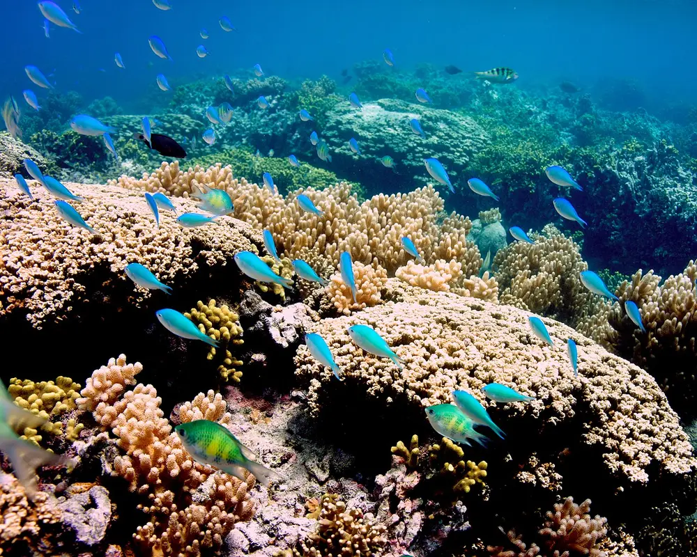 タモン湾海洋保護区のサンゴ礁と魚