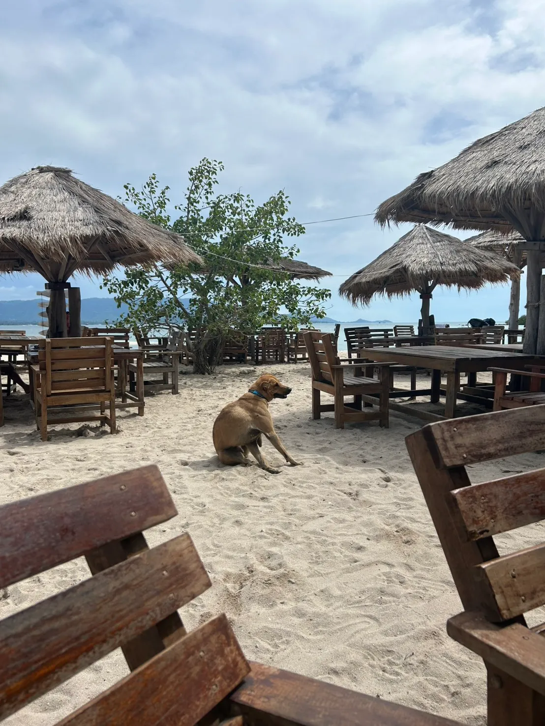 A dog at a beach café