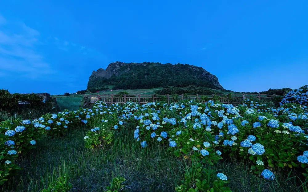 アジサイの向こうに見える夕暮れの城山日出峰