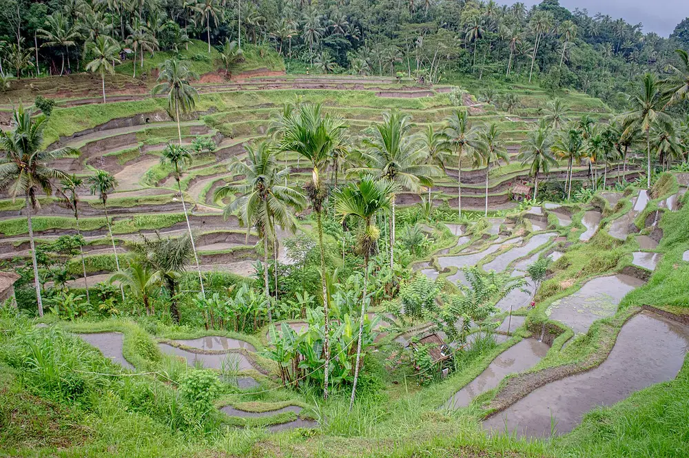 Green rice terraces at Tegallalang
