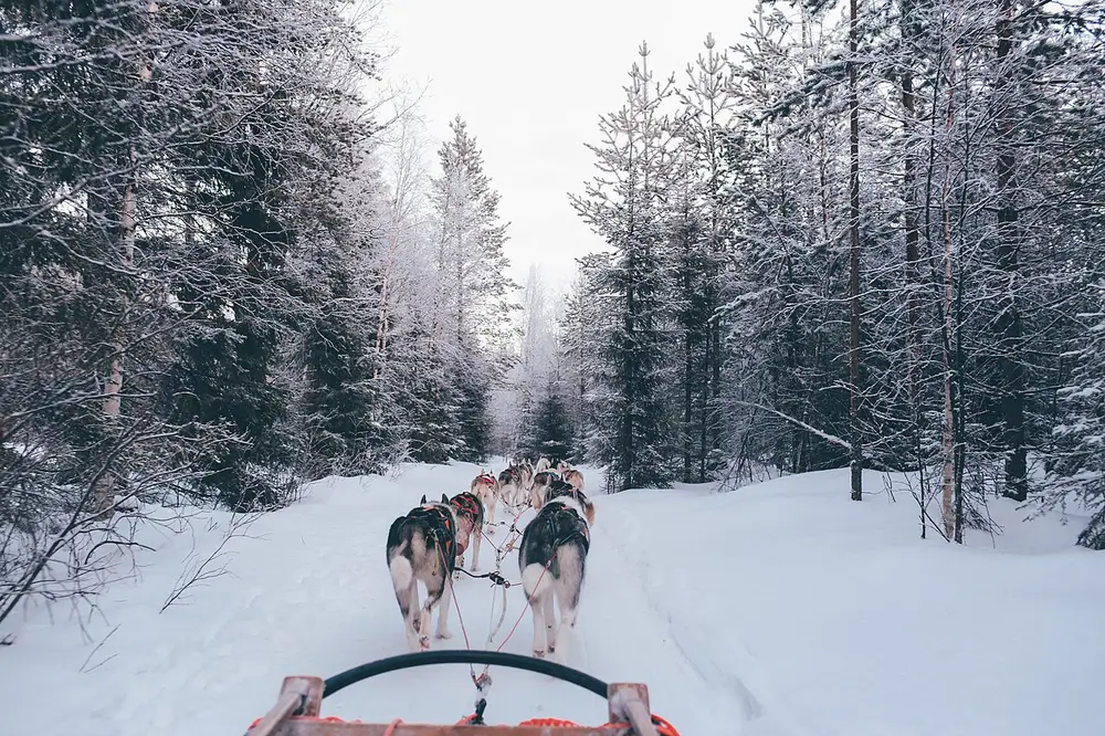 雪道を走る犬ぞり