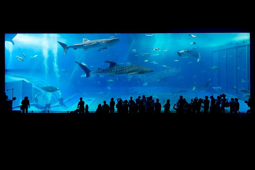 美ら海水族館の大水槽「黒潮の海」